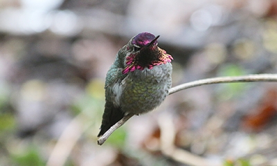 Anna's humminbird male