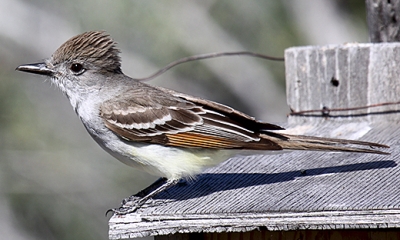Ash-throated flycatcher