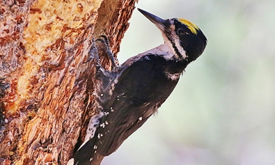 Black-backed woodpecker