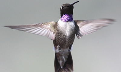 Black-chinned hummingbird male