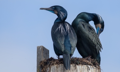 Brant's cormorants