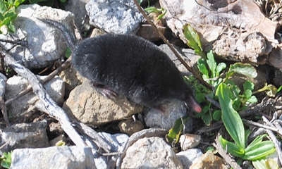 Broad-footed mole