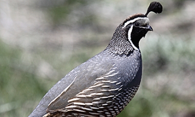 California quail male