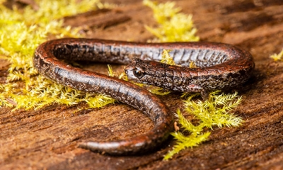 California slender salamander