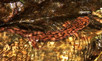 Coastal giant salamander
