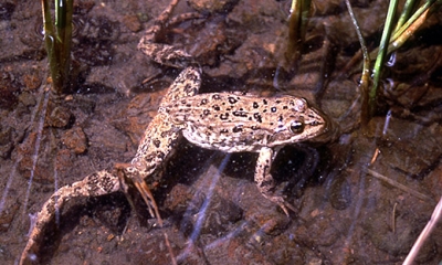 Columbia spotted frog. ODFW photo