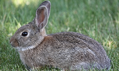 Eastern cottontail tail rabbit