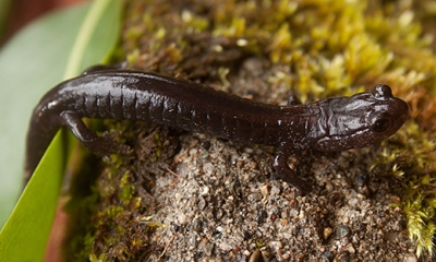 Del Norte salamander
