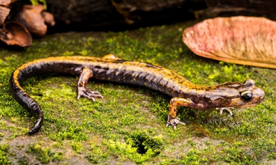 Dunn's salamander