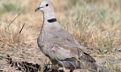 Eurasion dove