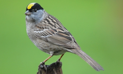 Golden-crowned sparrow