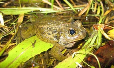 Great basin spadefoot frog