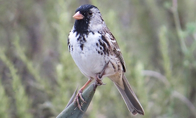 Harris' sparrow