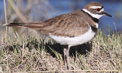 Shore Birds | Oregon Department Of Fish & Wildlife