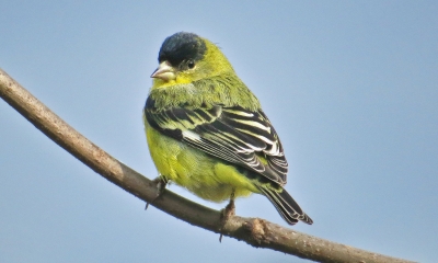 Lesser goldfinch male