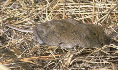 Long-tailed vole