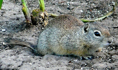 Merriam's ground squirrel