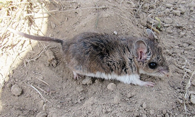 Northern grasshopper mouse