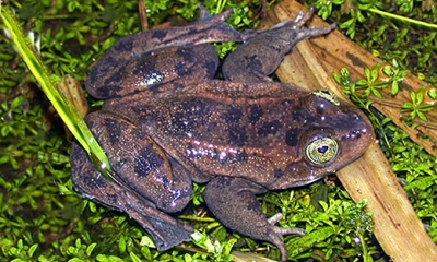 Oregon spotted frog