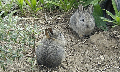 Pygmy rabbit