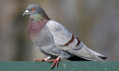 Pock pigeon