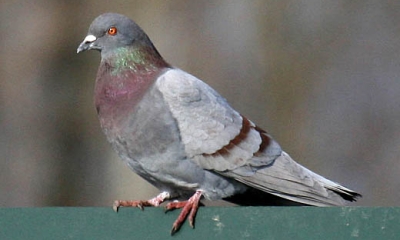 I found a pigeon or dove that seems tame and has colored bands on its legs.  What should I do?