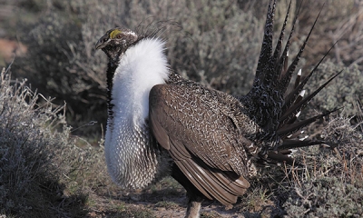 Pheasants, Grouse, Quail and Turkey | Oregon Department of Fish