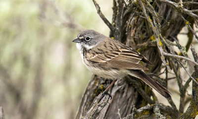 sagebrush sparrow