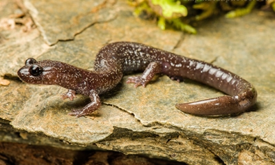Siskiyou Mountain salamander