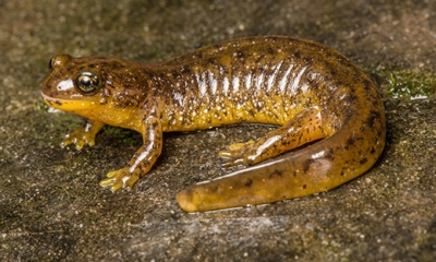 Southern torrent salamander