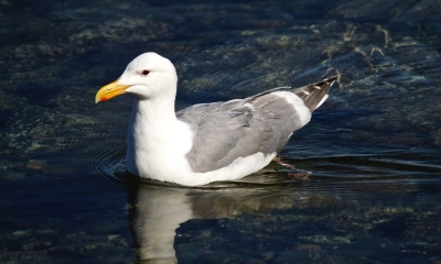 Thayer's gull