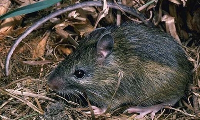 Western jumping mouse
