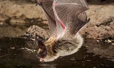 Western long-eared myotis bat