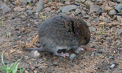 Western red-backed vole