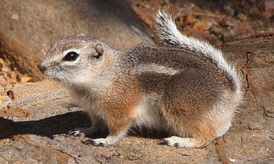 white-tailed antelope squirrel
