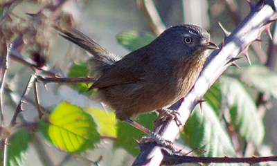 Western bluebird - Wikipedia