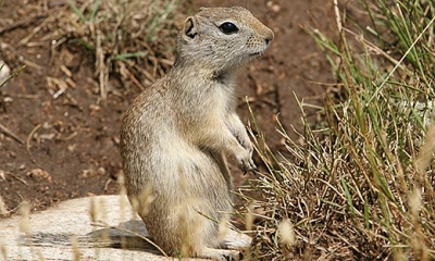 Wyoming ground squirrel