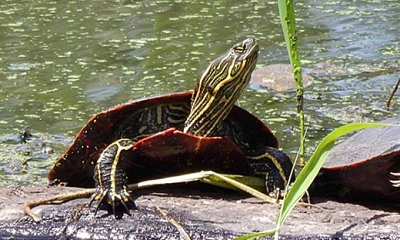 Turtles native deals to oregon