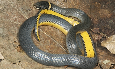 Ringneck snake