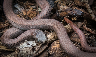 Sharptail snake