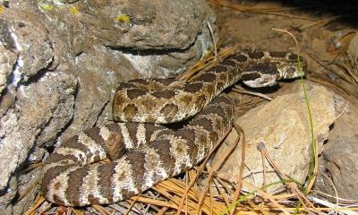Western Rattle Snake