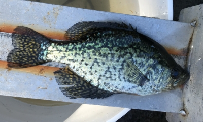black crappie