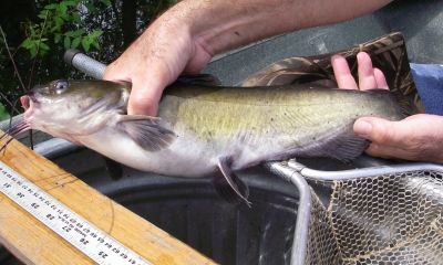 Channel catfish