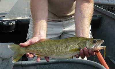 Walleye