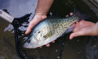 White crappie