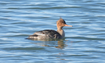 hen red-breasted merganser_odfw