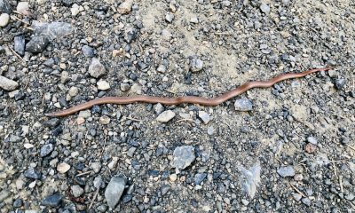 Forest Sharp-tailed Snake (Contia longicauda) russnamitz, Flickr