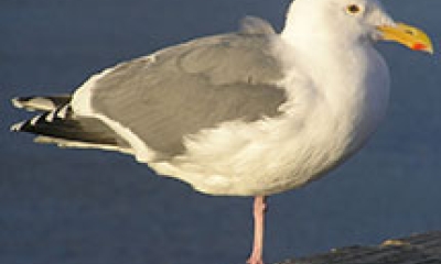 A western gull stands on one foot, resting
