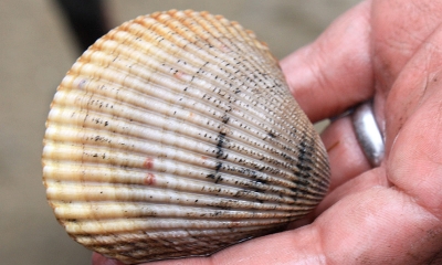 a cockle clam