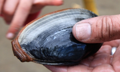 a person holds a softshell clam over the sand
